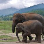 2D1N: ATV Ride, Elephant Sanctuary, Overnight in Stylish Dome - The Itinerary in Detail