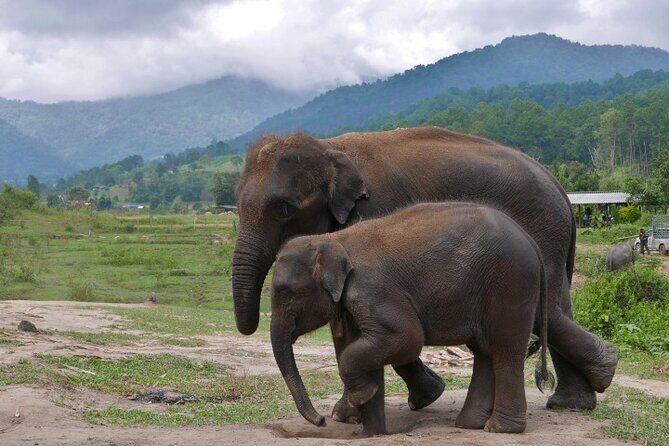 2D1N: ATV Ride, Elephant Sanctuary, Overnight in Stylish Dome - The Itinerary in Detail