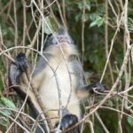 2D1N Ethical Jungle Trekking with Orangutans in Bukit Lawang - The Trekking Experience: What to Expect