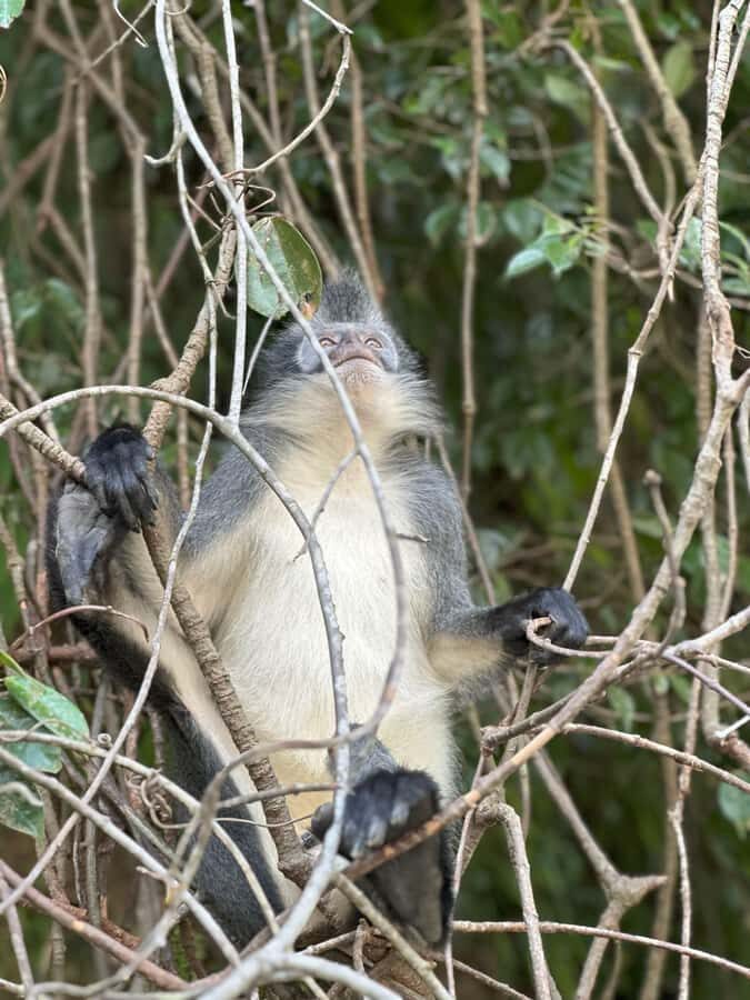 2D1N Ethical Jungle Trekking with Orangutans in Bukit Lawang - The Trekking Experience: What to Expect