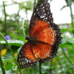 2Days 1Night Cameron Highland and Penang Island Private Tour from Kuala Lumpur - What’s Included and What to Keep in Mind