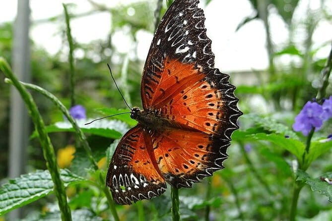 2Days 1Night Cameron Highland and Penang Island Private Tour from Kuala Lumpur - What’s Included and What to Keep in Mind