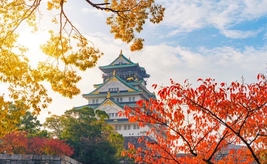 3/5/7/10 Days Private Japan Tour with English Speaking Guide - Why This Tour Offers Great Value