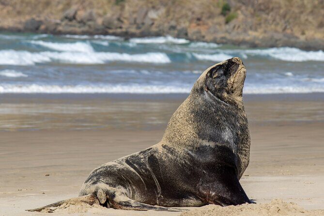 3 Day 2 Night New Zealands South Southern Highlights Tour - What Makes This Tour Valuable?