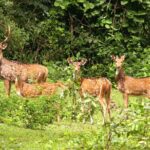 3 Day Chitwan National Park, Jungle Safari Package all Inclusive - What’s Included and What to Expect