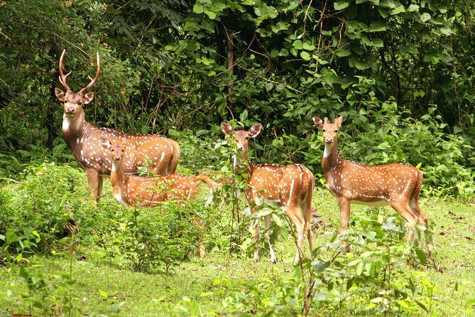 3 Day Chitwan National Park, Jungle Safari Package all Inclusive - What’s Included and What to Expect