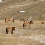 3-Day Terelj, Chinggis Khaan Statue and Hustai National Park - Exploring Terelj National Park: Unique Rock Formations and Cultural Gems