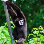 3 Day Wild Gibbon Adventure with Karen Community Homestay - Day Two: Wildlife Spotting and Deeper Community Engagement