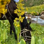 3 Days Horseback Riding to Song Kol Lake from Kyzart Village - Accommodation and Transportation