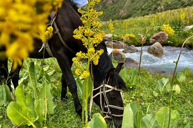 3 Days Horseback Riding to Song Kol Lake from Kyzart Village - Accommodation and Transportation