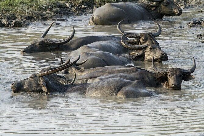 3 Days Kaziranga National Park Wildlife Adventure with Safaris - Who Is This Tour For?