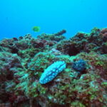 3 Days Phuket Open Water Diver Course & Scuba with License Guide - What Makes the Location Special?