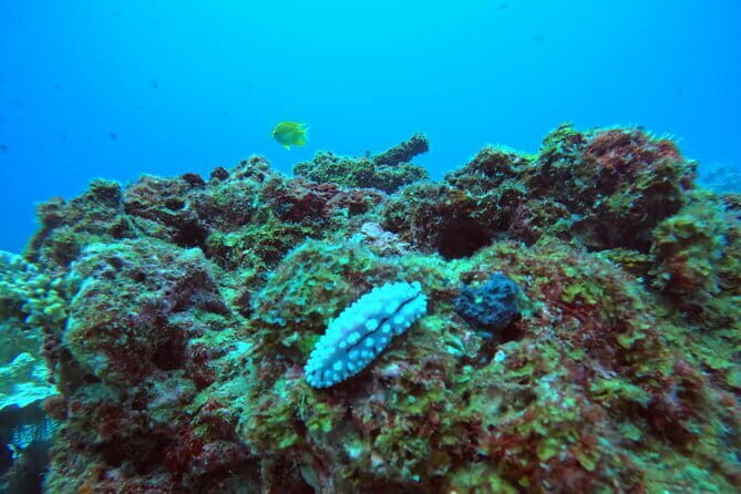 3 Days Phuket Open Water Diver Course & Scuba with License Guide - What Makes the Location Special?