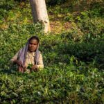 3 Days Teagarden and Rainforest Tour in Sreemangal - Practical Considerations and Value