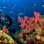 3 Fun Dives for Certified Diver Phi Phi islands &Shark Point - Diving Experience: From Booking to Underwater