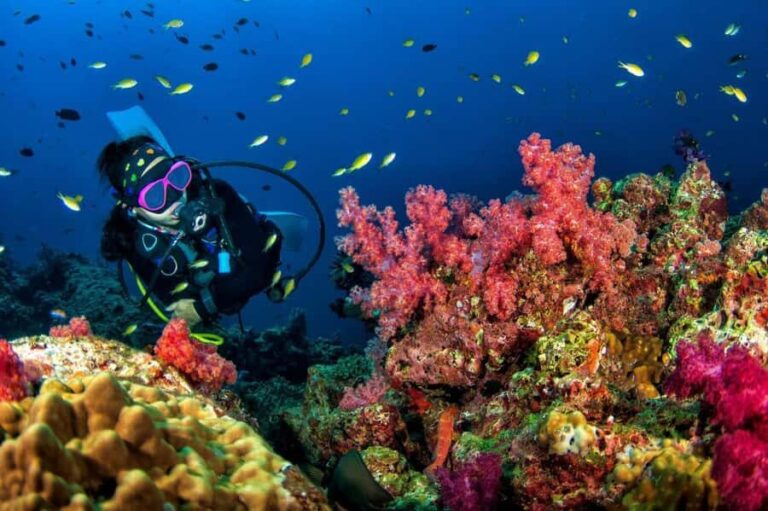 3 Fun Dives for Certified Diver Phi Phi islands &Shark Point - Diving Experience: From Booking to Underwater