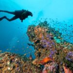 3 Fun Dives for Certified King Cruiser wreck and Koh Dok Mai - The Itinerary Breakdown: What to Expect