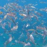 3 Hour Guided Scuba Diving in Trincomalee - Booking, Cost, and Practicalities