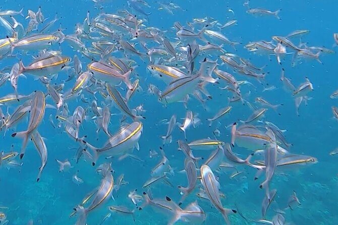 3 Hour Guided Scuba Diving in Trincomalee - Booking, Cost, and Practicalities