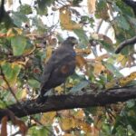 3 Nights 4 Days Bardia Tiger Tracking Tour | Bardia Jungle Safari - Why This Tour Offers Great Value