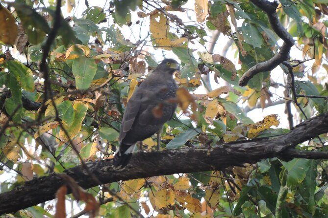 3 Nights 4 Days Bardia Tiger Tracking Tour | Bardia Jungle Safari - Why This Tour Offers Great Value