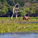 3 Nights 4 Days Private Sri Lanka Safari Tour with Star Hotel - What Makes This Tour Stand Out?