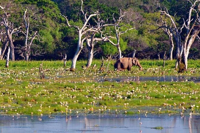 3 Nights 4 Days Private Sri Lanka Safari Tour with Star Hotel