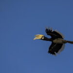 3D2N Kinabatangan River Cruise - Final Morning and Departure