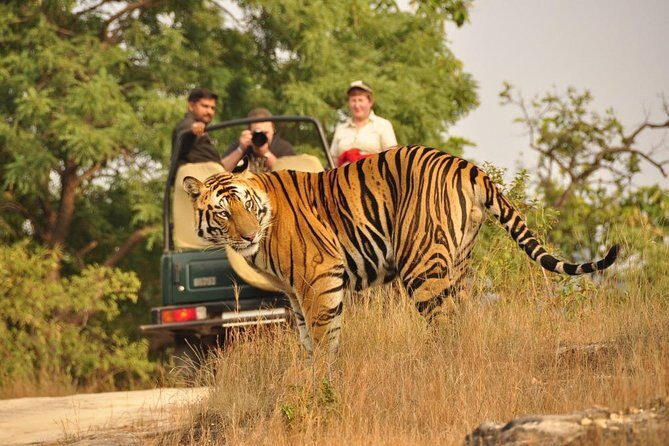 4 Day Golden Triangle with Ranthambore Tiger Safari from Delhi - Authentic Experiences & Tips