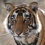 4-Day Ranthambore Tiger Tour from Delhi, Jaipur, Agra with 5 star hotel - FAQ
