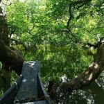 4 days Dhaka to Sylhet & Srimangal - Authentic Experiences and Hidden Gems