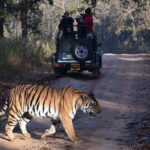 4 Days Golden Triangle Tour with Ranthambore Tiger Safari - What Makes This Tour Stand Out