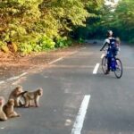 4 Hour Guided Cycling Experience in Yakushima - Practical Details and What to Bring