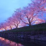 4 Hour Private Cherry Blossom "Sakura" Experience in Nagasaki - Whats Included and What You Should Know