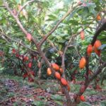 4Days tour to Saigon from Dalat - The Itinerary in Detail