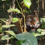 4Nights 5Days Bardia Tiger Tracking Tour |Bardia Jungle Safari - The Itinerary Breakdown