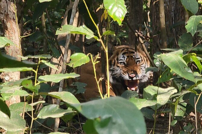 4Nights 5Days Bardia Tiger Tracking Tour |Bardia Jungle Safari - The Itinerary Breakdown