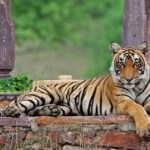 5-Day Private Golden Triangle & Ranthambore Tiger Safari Tour - The Sum Up