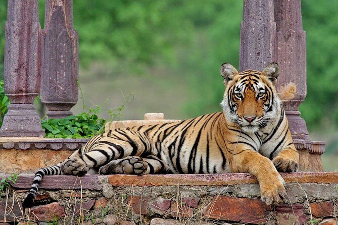 5-Day Private Golden Triangle & Ranthambore Tiger Safari Tour - The Sum Up