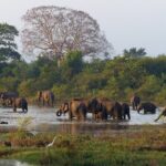 5 Day Wildlife Safari Tour in Sri Lanka - Day 2: Kitulgala Whitewater Rafting and Nuwara Eliya