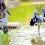 5 Days Private Bangladesh Tour Tea & Rainforest - Day 1: Setting Off from Dhaka to Srimangal