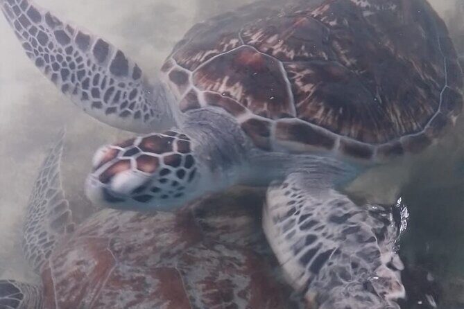 5 Days Tour in Sri Lanka with Transfer and Accommodation - Final Thoughts: Who Will Love This Tour?