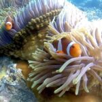 5 Hours Bali Blue Lagoon Snorkeling Tour Including Tanjung Jepun - Authentic Underwater Encounters and Scenic Views