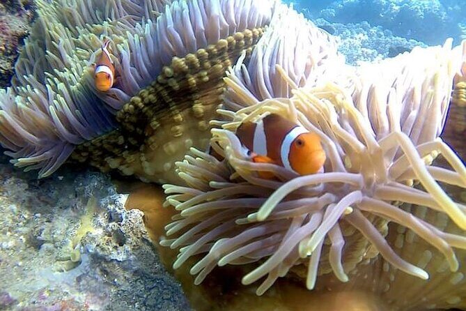 5 Hours Bali Blue Lagoon Snorkeling Tour Including Tanjung Jepun - Authentic Underwater Encounters and Scenic Views