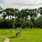 6-Day Authentic Cambodia Tour from Siem Reap to Battambang - Practical Details and What You’ll Love