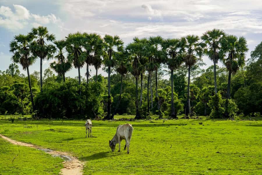 6-Day Authentic Cambodia Tour from Siem Reap to Battambang - Practical Details and What You’ll Love