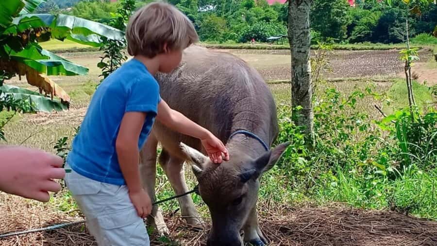 6-Day Toraja Experience Tour with Local Stay from Makassar - Authentic Experiences & Practical Details