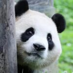 6 Days Chengdu Cultural and Night Scene Tour - Day 2: Pandas and Art in the Eastern Suburbs