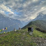 7 Day Mardi Himal Trek with Chitwan Jungle Safari Tour - Final Thoughts: Who Is This Tour Best For?