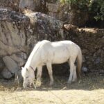 7 Days Tour on Poon Hill Trek and Chitwan Jungle Safari - Value for Money